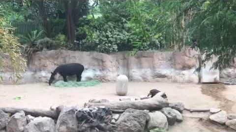 Baby Baird's tapir at Reid Park Zoo